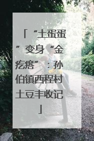 “土蛋蛋”变身“金疙瘩”：孙伯镇西程村土豆丰收记