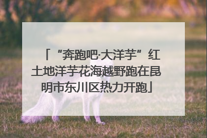 “奔跑吧·大洋芋”红土地洋芋花海越野跑在昆明市东川区热力开跑