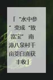 “水中参”变成“致富宝” 南漳八泉村千亩茭白喜获丰收