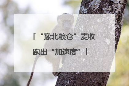 “豫北粮仓”麦收跑出“加速度”