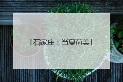 石家庄：当夏荷美