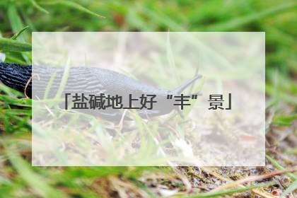 盐碱地上好“丰”景