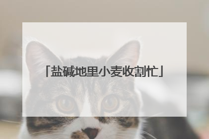 盐碱地里小麦收割忙