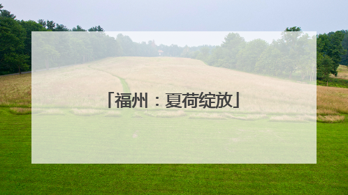 福州：夏荷绽放