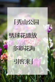 秀山公园绣球花盛放 多彩花海引客来