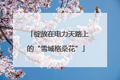 绽放在电力天路上的“雪域格桑花”