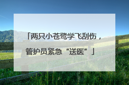 两只小苍鹭学飞刮伤，管护员紧急“送医”