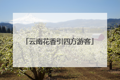 云南花香引四方游客