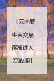 云南野生菌交易逐渐进入高峰期