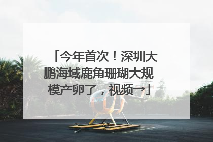 今年首次！深圳大鹏海域鹿角珊瑚大规模产卵了，视频→