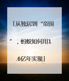 从独居到“帝国”，蚂蚁如何用1.6亿年实现