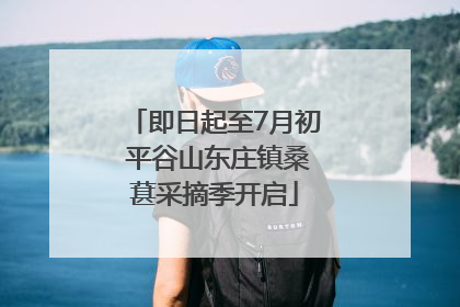 即日起至7月初 平谷山东庄镇桑葚采摘季开启
