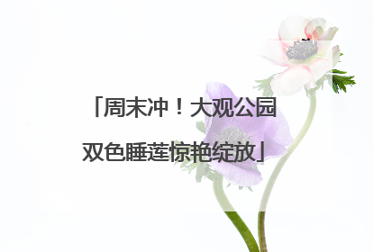 周末冲！大观公园双色睡莲惊艳绽放