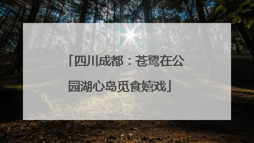 四川成都：苍鹭在公园湖心岛觅食嬉戏