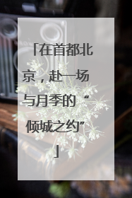 在首都北京，赴一场与月季的“倾城之约”