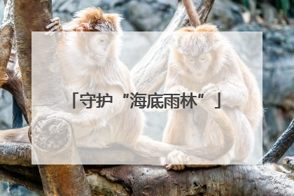 守护“海底雨林”