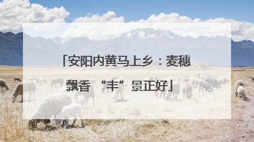 安阳内黄马上乡：麦穗飘香 “丰”景正好