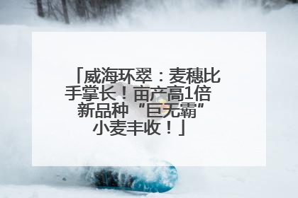 威海环翠：麦穗比手掌长！亩产高1倍 新品种“巨无霸”小麦丰收！