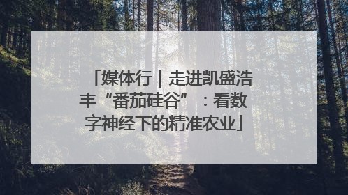 媒体行｜走进凯盛浩丰“番茄硅谷”：看数字神经下的精准农业