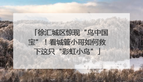 徐汇城区惊现“鸟中国宝”！看城管小哥如何救下这只“彩虹小鸟”
