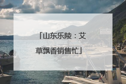 山东乐陵：艾草飘香销售忙