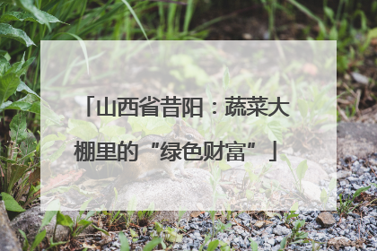 山西省昔阳：蔬菜大棚里的“绿色财富”