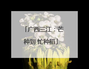 广西三江：芒种到 忙种稻