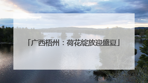 广西梧州：荷花绽放迎盛夏
