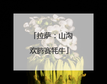 拉萨：山沟欢腾赛牦牛