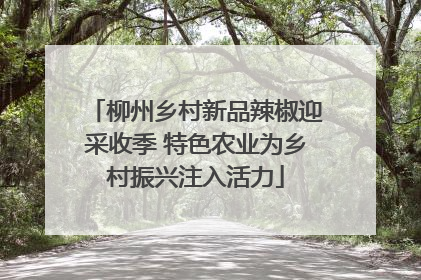 柳州乡村新品辣椒迎采收季 特色农业为乡村振兴注入活力