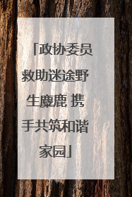 政协委员救助迷途野生麋鹿 携手共筑和谐家园