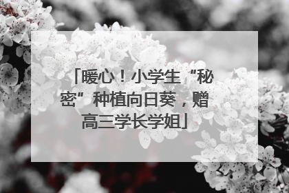 暖心！小学生“秘密”种植向日葵，赠高三学长学姐