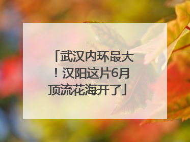 武汉内环最大！汉阳这片6月顶流花海开了