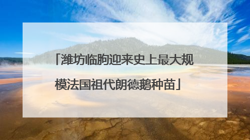 潍坊临朐迎来史上最大规模法国祖代朗德鹅种苗