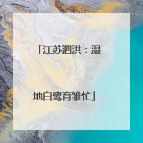 江苏泗洪：湿地白鹭育雏忙