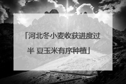 河北冬小麦收获进度过半 夏玉米有序种植