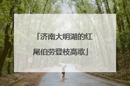 济南大明湖的红尾伯劳登枝高歌