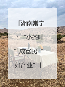 湖南常宁：“小茶叶”成富民“好产业”