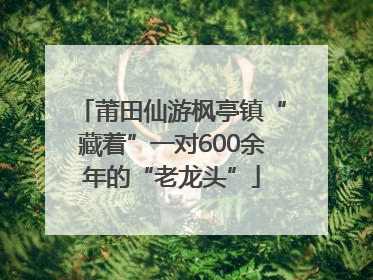 莆田仙游枫亭镇“藏着”一对600余年的“老龙头”