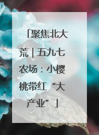 聚焦北大荒｜五九七农场：小樱桃带红“大产业”