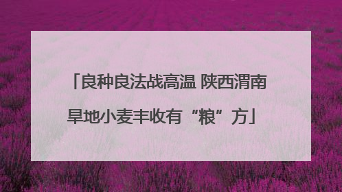 良种良法战高温 陕西渭南旱地小麦丰收有“粮”方