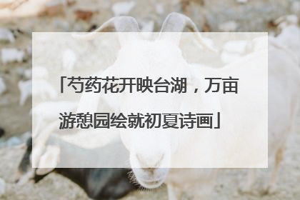 芍药花开映台湖，万亩游憩园绘就初夏诗画