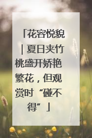 花容悦貌｜夏日夹竹桃盛开娇艳繁花，但观赏时“碰不得”