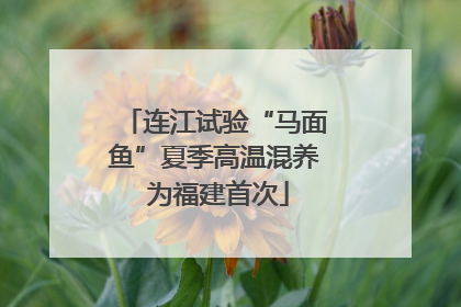 连江试验“马面鱼”夏季高温混养 为福建首次
