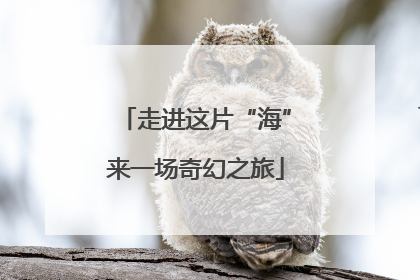 走进这片“海”来一场奇幻之旅