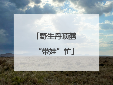 野生丹顶鹤“带娃”忙