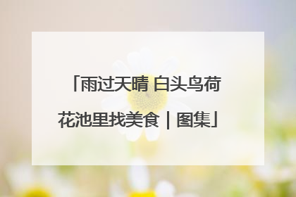 雨过天晴 白头鸟荷花池里找美食｜图集