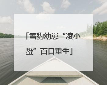 雪豹幼崽“凌小蛰”百日重生