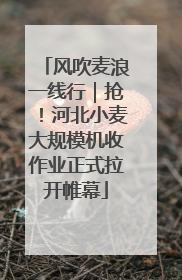 风吹麦浪一线行｜抢！河北小麦大规模机收作业正式拉开帷幕