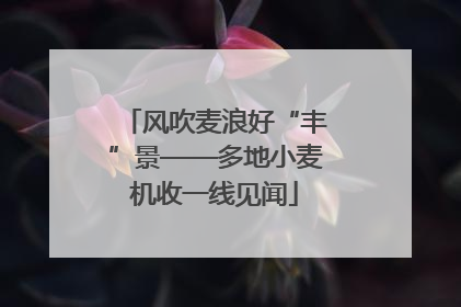风吹麦浪好“丰”景——多地小麦机收一线见闻